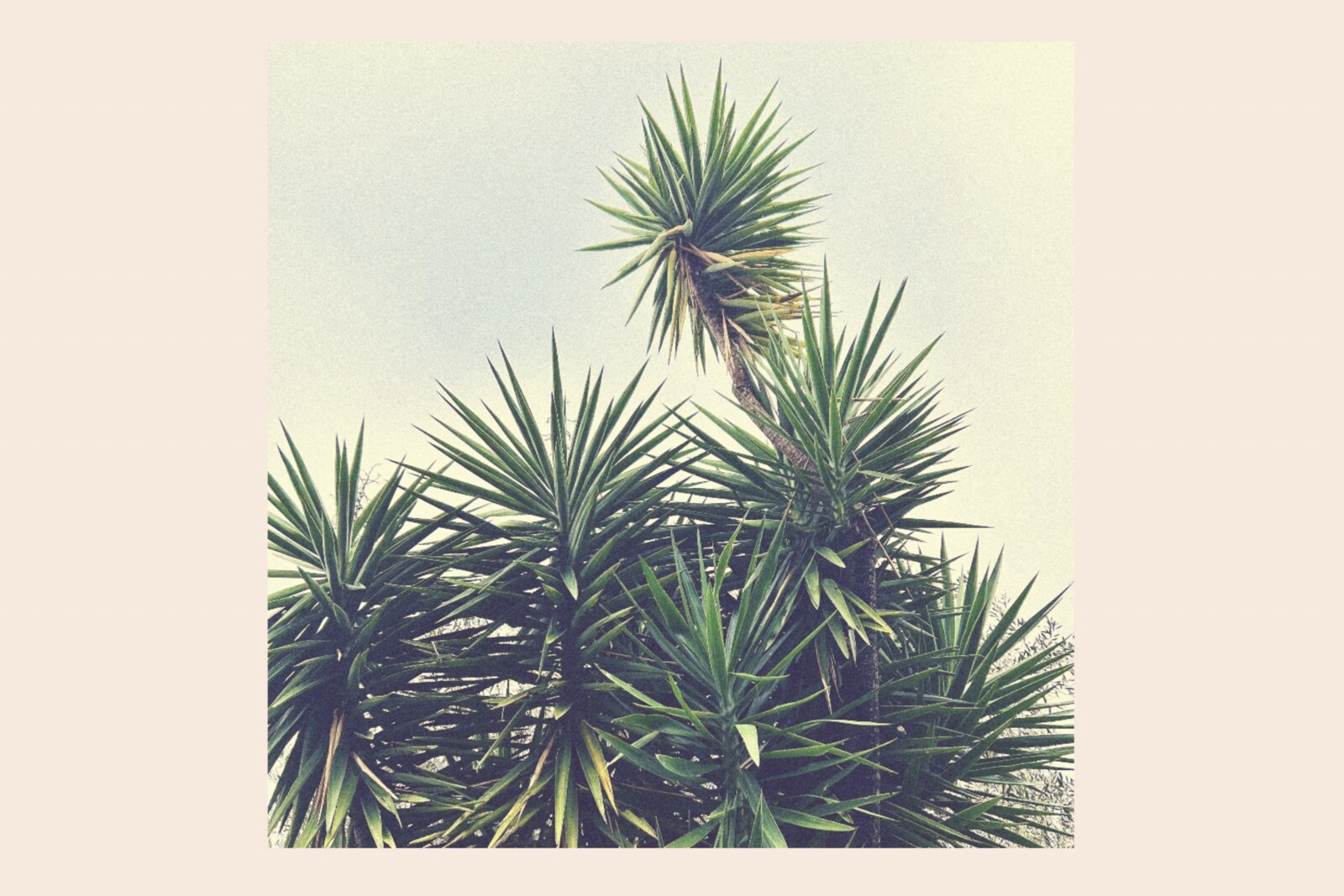 Alban releases his new single "Trees Never Lie"