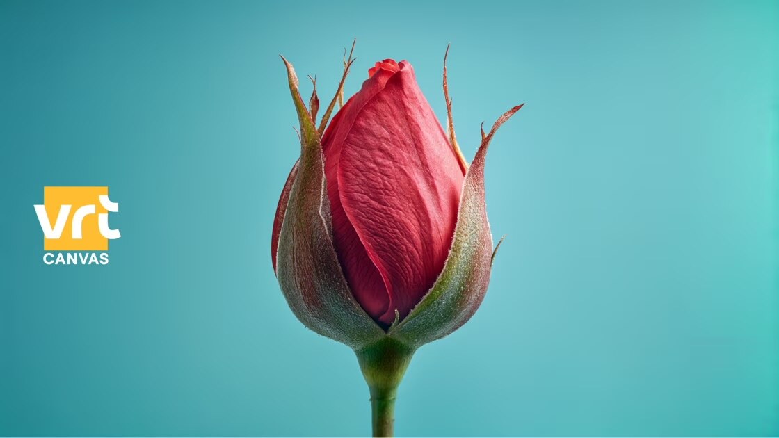 'En nu is ze dood.' Een reeks van Phara de Aguirre en Nahid Shaikh over femicide