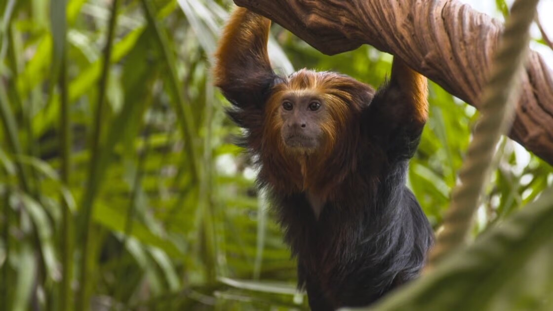 Planckendael ontwaakt in Het Echte Leven in de ZOO