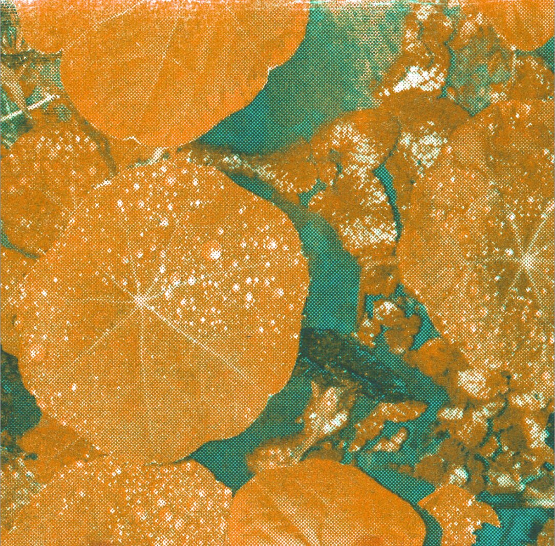 Whoman brengt nieuwe single 'Fly Bee Fly' uit