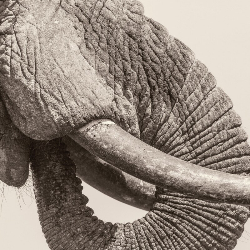 White Elephant (Crazy P + Smith & Mudd Members) Release Debut Album "World Elephant Day", Out Now