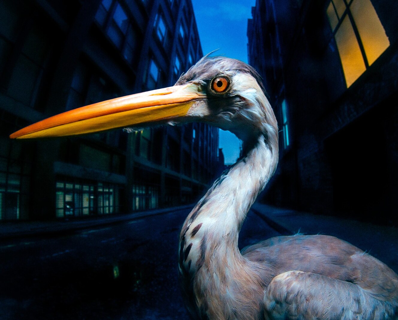 Antony Szmierek brengt 'Decoding Birdsong' uit