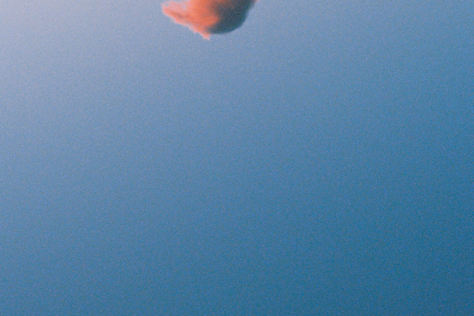 Catbug brengt met ‘Vlieger in de wolken’ laatste single uit voor albumrelease