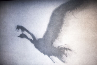 Matthew Bourne's Swan Lake @ Stadsschouwburg, picture 1, photographed by Koen Rondelez - FrontView Magazine