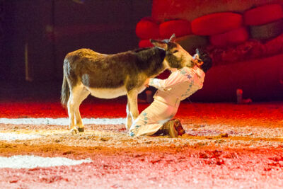 Apassionata @ Sportpaleis, picture 70, photographed by Kjell Putteman - FrontView Magazine