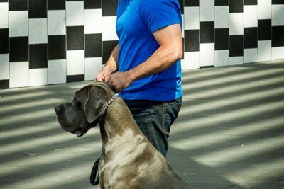Cesar Milan Press Conference Stadsschouwburg Antwerpen, picture 15, photographed by Kris Saelen - FrontView Magazine