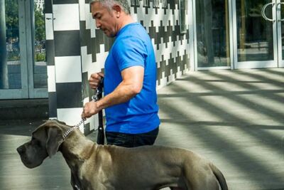 Cesar Milan Press Conference Stadsschouwburg Antwerpen, picture 16, photographed by Kris Saelen - FrontView Magazine