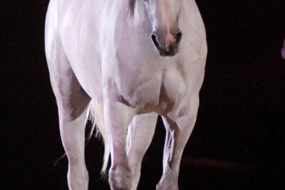 Apassionata @ Bielefeld, picture 30, photographed by Peter Minnebo - FrontView Magazine