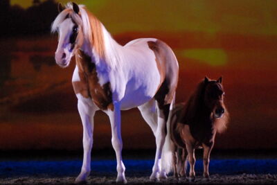 Apassionata @ Bielefeld, picture 37, photographed by Peter Minnebo - FrontView Magazine