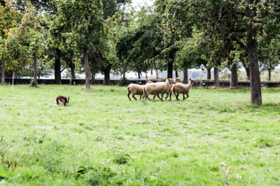 Schots Weekend Sfeerbeelden @ Alden Biesen Bilzen, picture 50, photographed by Hilde  Hermans - FrontView Magazine