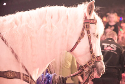 De Grote Sinterklaasshow @ sportpaleis, foto 3, foto's door Heidi Nys - FrontView Magazine
