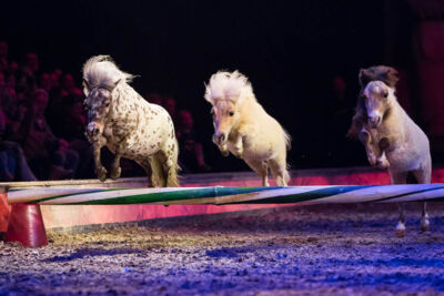 Cavalluna Legend of the desert @ Sportpaleis, picture 12, photographed by Marc Verdonck - FrontView Magazine