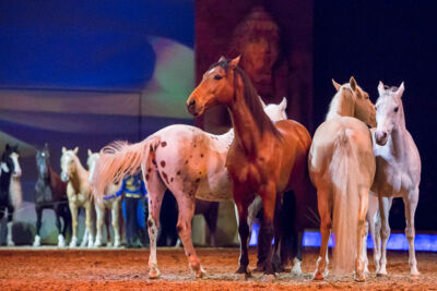 Cavalluna Legend of the desert @ Sportpaleis, picture 69, photographed by Marc Verdonck - FrontView Magazine