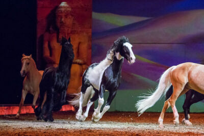 Cavalluna Legend of the desert @ Sportpaleis, picture 71, photographed by Marc Verdonck - FrontView Magazine