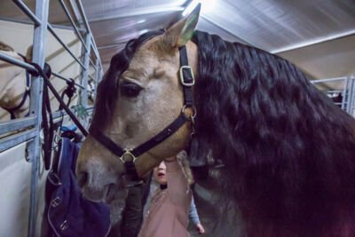 Cavalluna Legend of the desert backstage @ Sportpaleis, foto 12, foto's door Marc Verdonck - FrontView Magazine