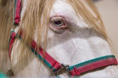 Cavalluna Legend of the desert backstage @ Sportpaleis, foto 16, foto's door Marc Verdonck - FrontView Magazine