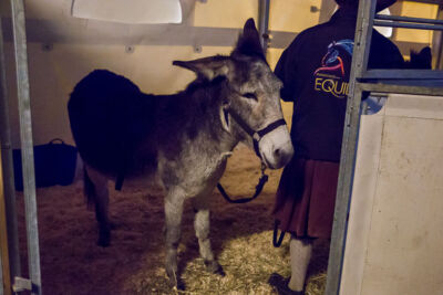 Cavalluna Legend of the desert backstage @ Sportpaleis, foto 23, foto's door Marc Verdonck - FrontView Magazine