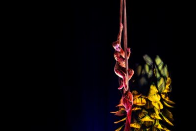 Cirque du Soleil - OVO @ Lotto Arena, picture 20, photographed by Dorien Goetschalckx - FrontView Magazine