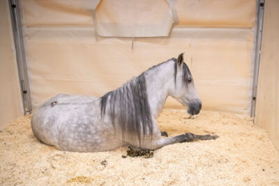 Cavalluna Stables tour @ sportpaleis, picture 3, photographed by dirk janssens - FrontView Magazine