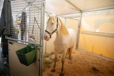 Cavalluna Stables tour @ sportpaleis, picture 8, photographed by dirk janssens - FrontView Magazine