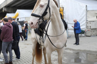 Cavalluna Stables tour @ sportpaleis, picture 13, photographed by dirk janssens - FrontView Magazine