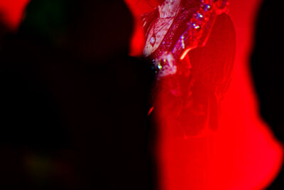 Slow Crush @ Ancienne Belgique, picture 6, photographed by Jelle Meersschaut - FrontView Magazine
