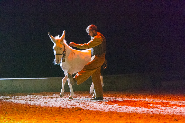 Apassionata @ Sportpaleis, picture 82, photographed by Kjell Putteman - FrontView Magazine
