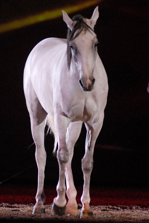 Apassionata @ Bielefeld, picture 30, photographed by Peter Minnebo - FrontView Magazine