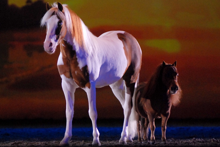 Apassionata @ Bielefeld, picture 37, photographed by Peter Minnebo - FrontView Magazine