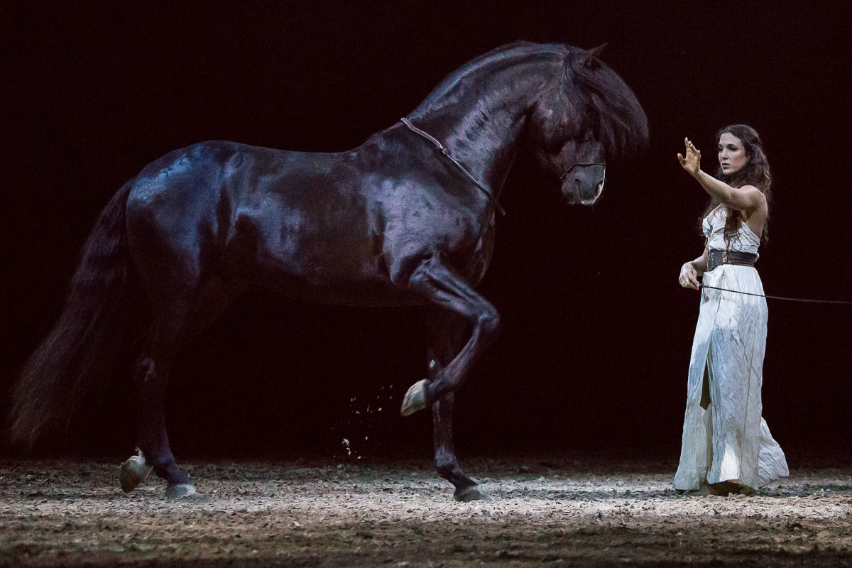 Cavalluna Legend of the desert @ Sportpaleis, picture 8, photographed by Marc Verdonck - FrontView Magazine