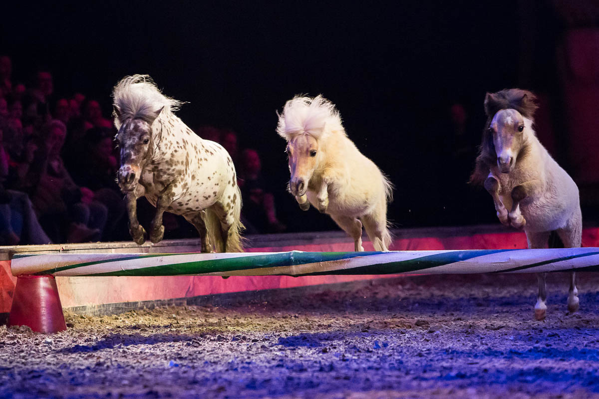 Cavalluna Legend of the desert @ Sportpaleis, picture 12, photographed by Marc Verdonck - FrontView Magazine
