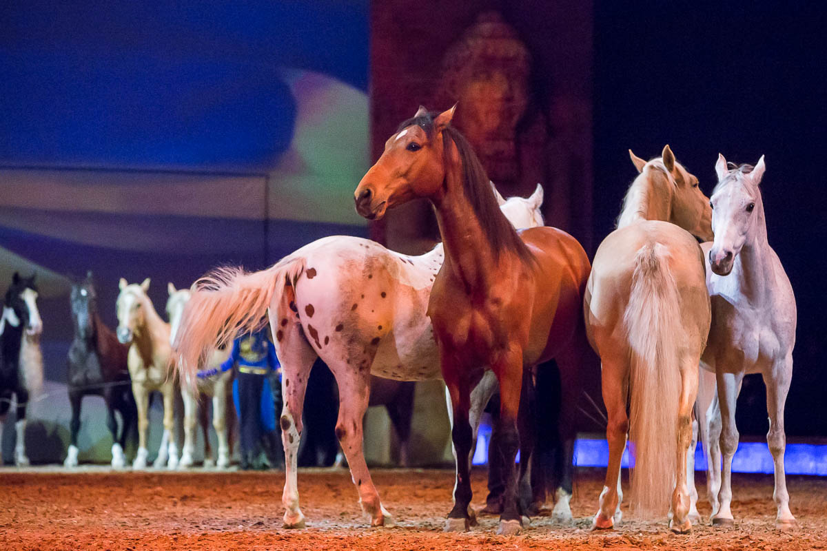 Cavalluna Legend of the desert @ Sportpaleis, picture 69, photographed by Marc Verdonck - FrontView Magazine