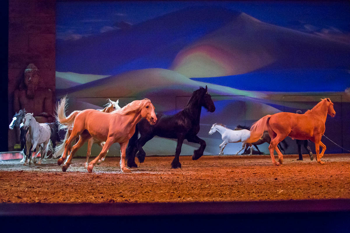 Cavalluna Legend of the desert @ Sportpaleis, picture 70, photographed by Marc Verdonck - FrontView Magazine