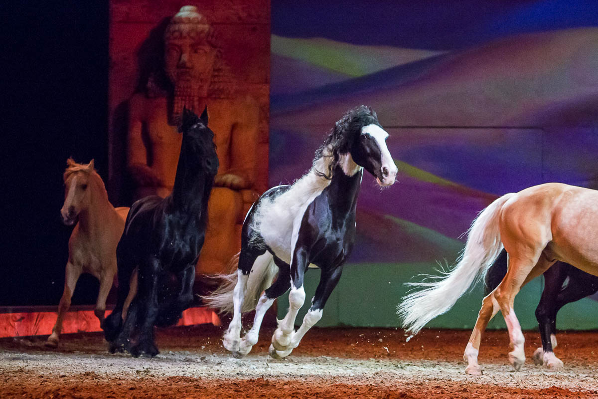 Cavalluna Legend of the desert @ Sportpaleis, picture 71, photographed by Marc Verdonck - FrontView Magazine