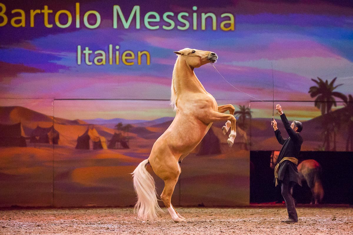 Cavalluna Legend of the desert @ Sportpaleis, picture 84, photographed by Marc Verdonck - FrontView Magazine