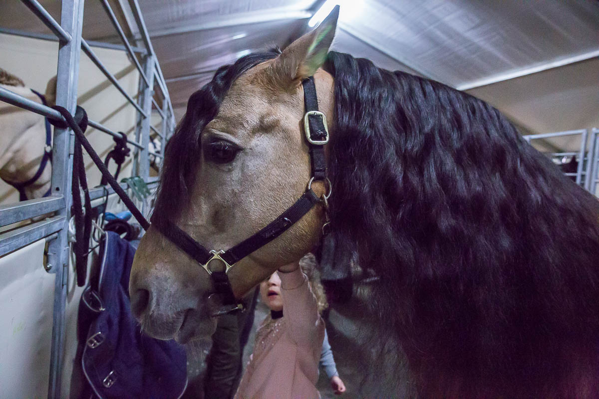 Cavalluna Legend of the desert backstage @ Sportpaleis, foto 12, foto's door Marc Verdonck - FrontView Magazine