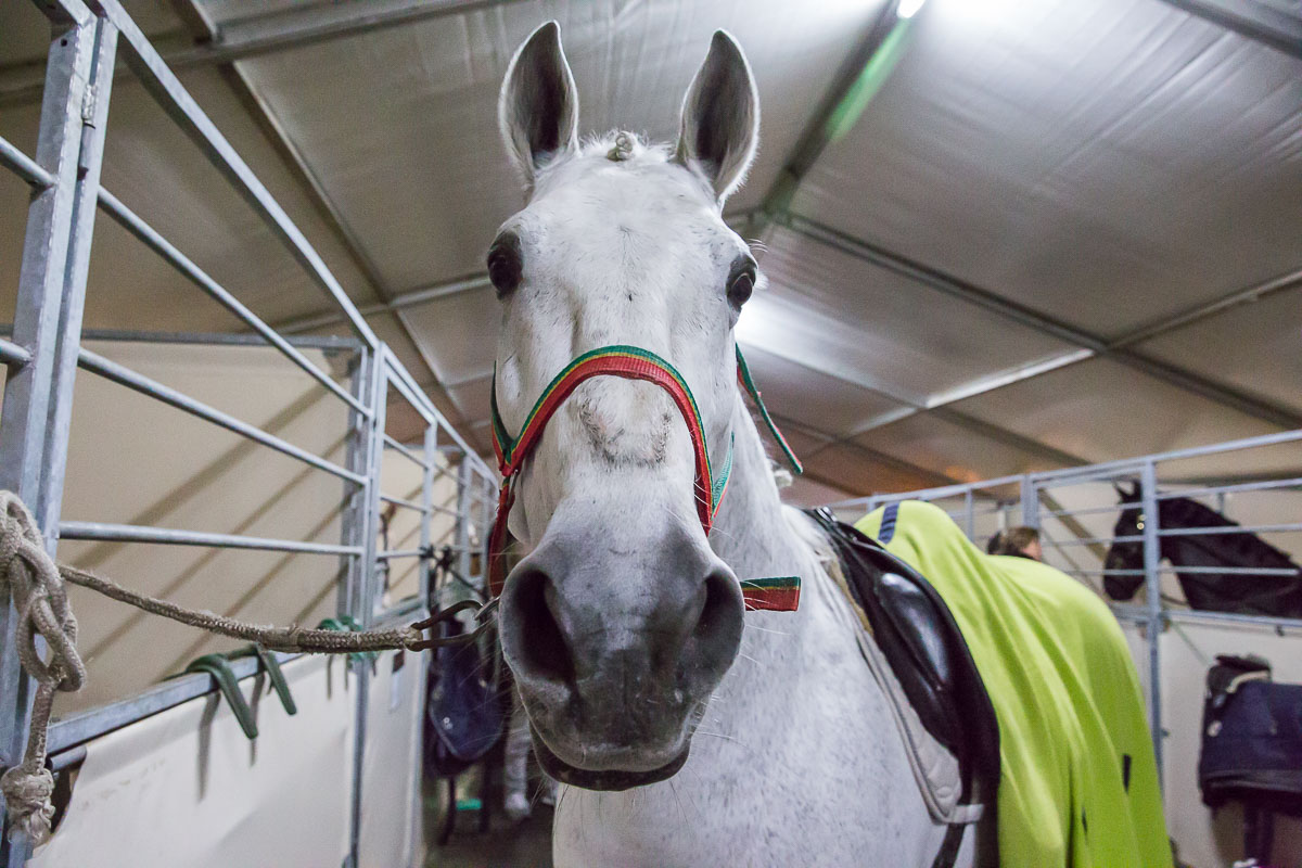 Cavalluna Legend of the desert backstage @ Sportpaleis, foto 13, foto's door Marc Verdonck - FrontView Magazine