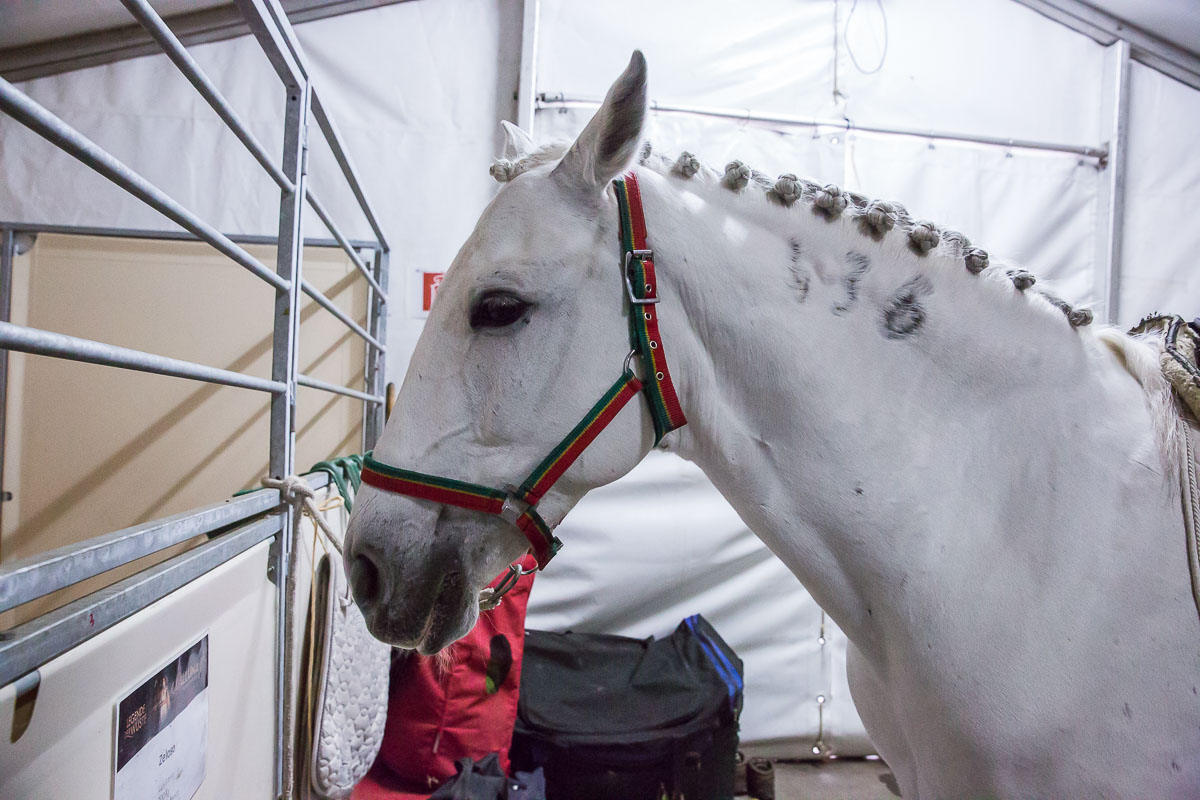 Cavalluna Legend of the desert backstage @ Sportpaleis, foto 15, foto's door Marc Verdonck - FrontView Magazine