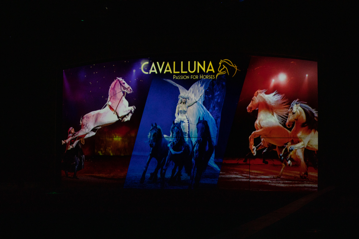 Cavalluna "Celebration" @ Sportpaleis, picture 1, photographed by dirk janssens - FrontView Magazine