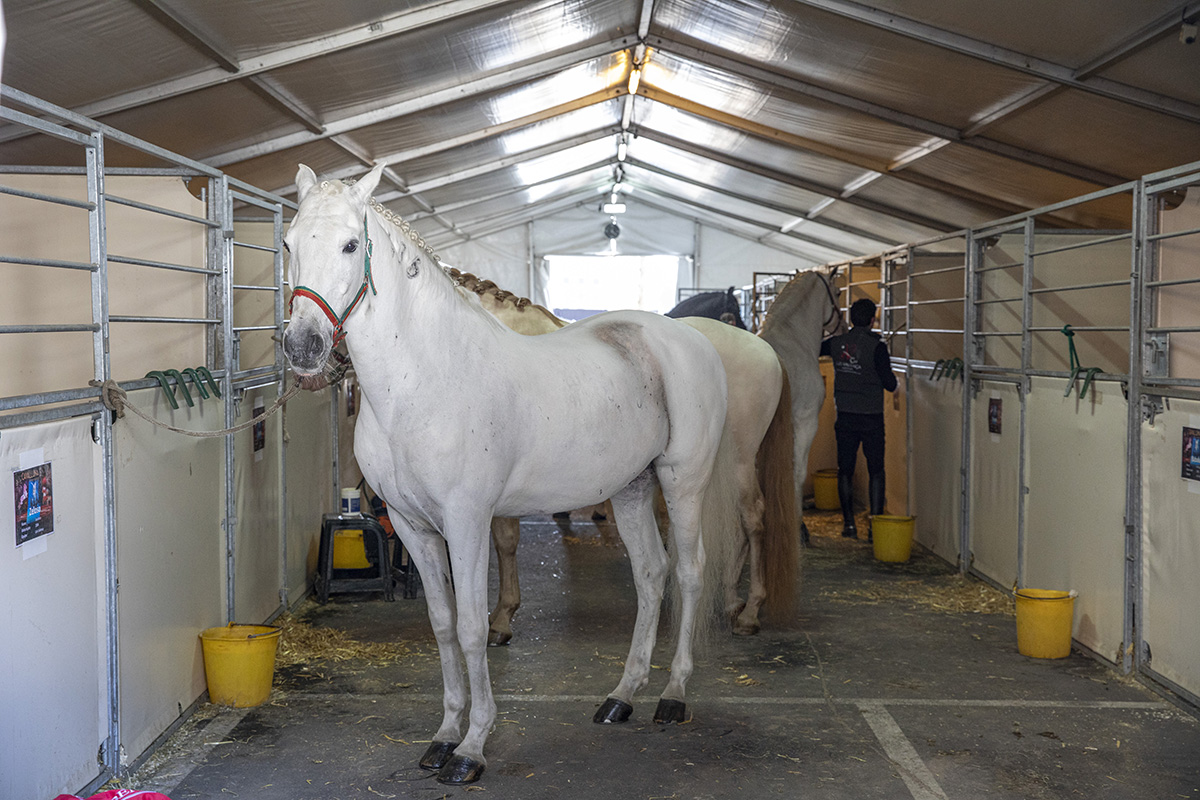 Cavalluna "Celebration" stable Tour backstage @ Sportpaleis, picture 11, photographed by dirk janssens - FrontView Magazine