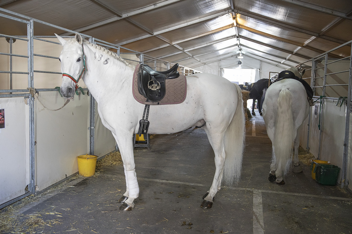 Cavalluna "Celebration" stable Tour backstage @ Sportpaleis, picture 15, photographed by dirk janssens - FrontView Magazine