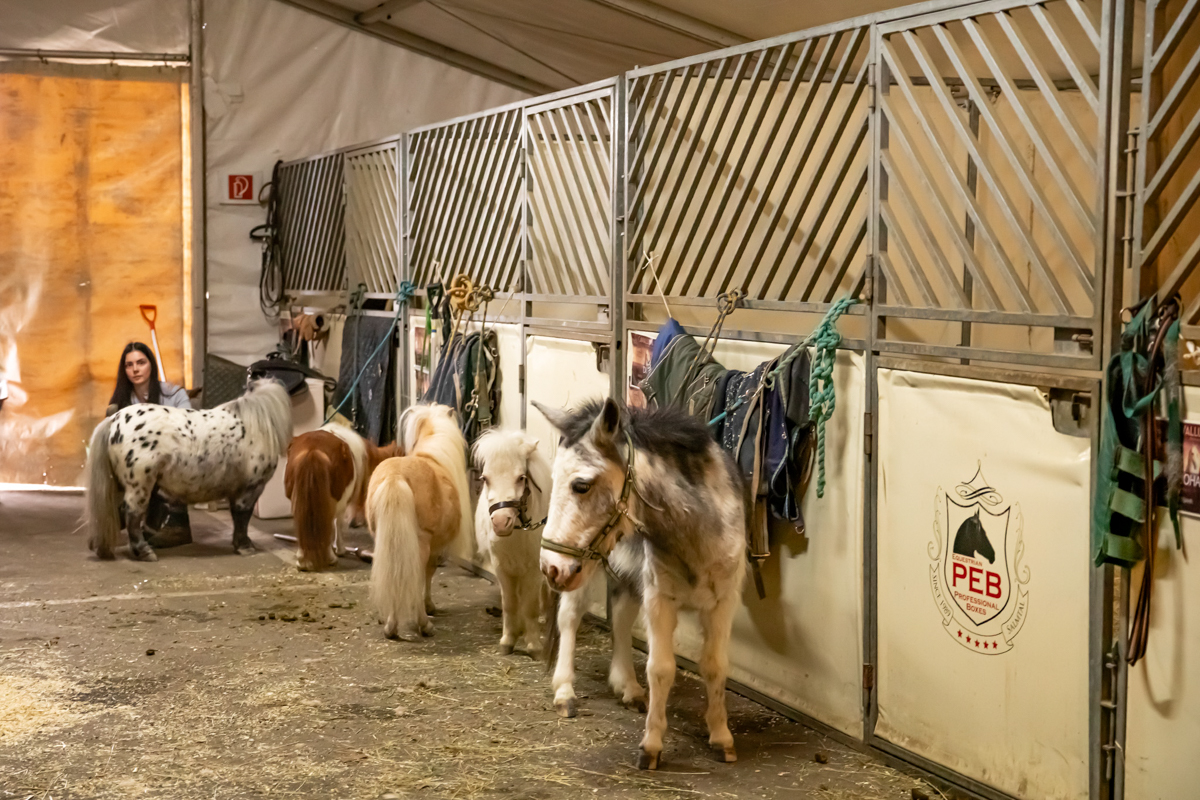 Cavalluna "Land Of A Thousand Dreams" stables tour @ Sportpaleis, foto 1, foto's door dirk janssens - FrontView Magazine