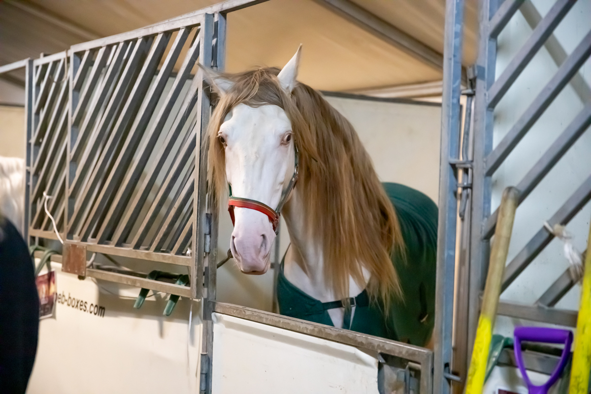 Cavalluna "Land Of A Thousand Dreams" stables tour @ Sportpaleis, foto 5, foto's door dirk janssens - FrontView Magazine