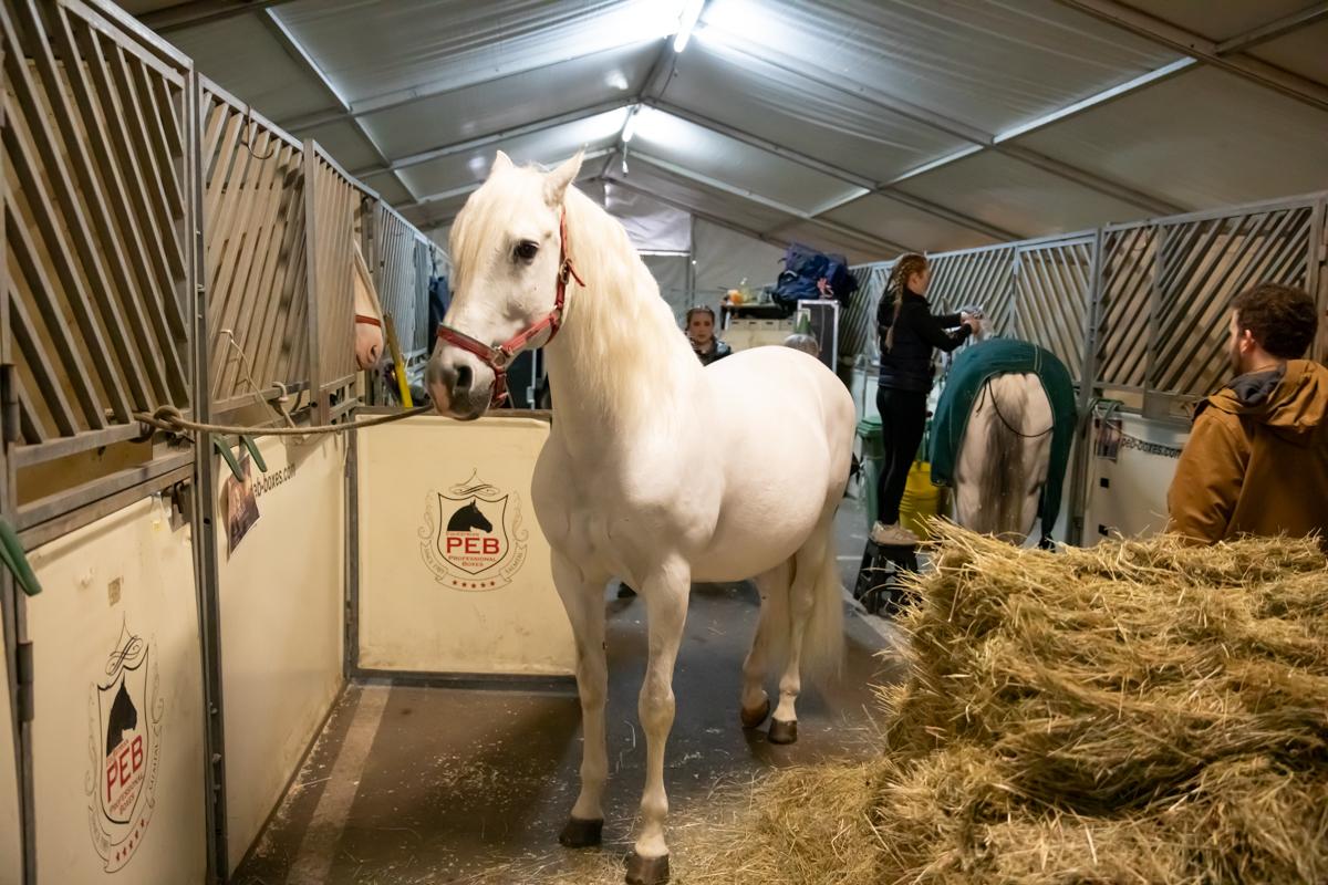 Cavalluna "Land Of A Thousand Dreams" stables tour @ Sportpaleis, foto 11, foto's door dirk janssens - FrontView Magazine