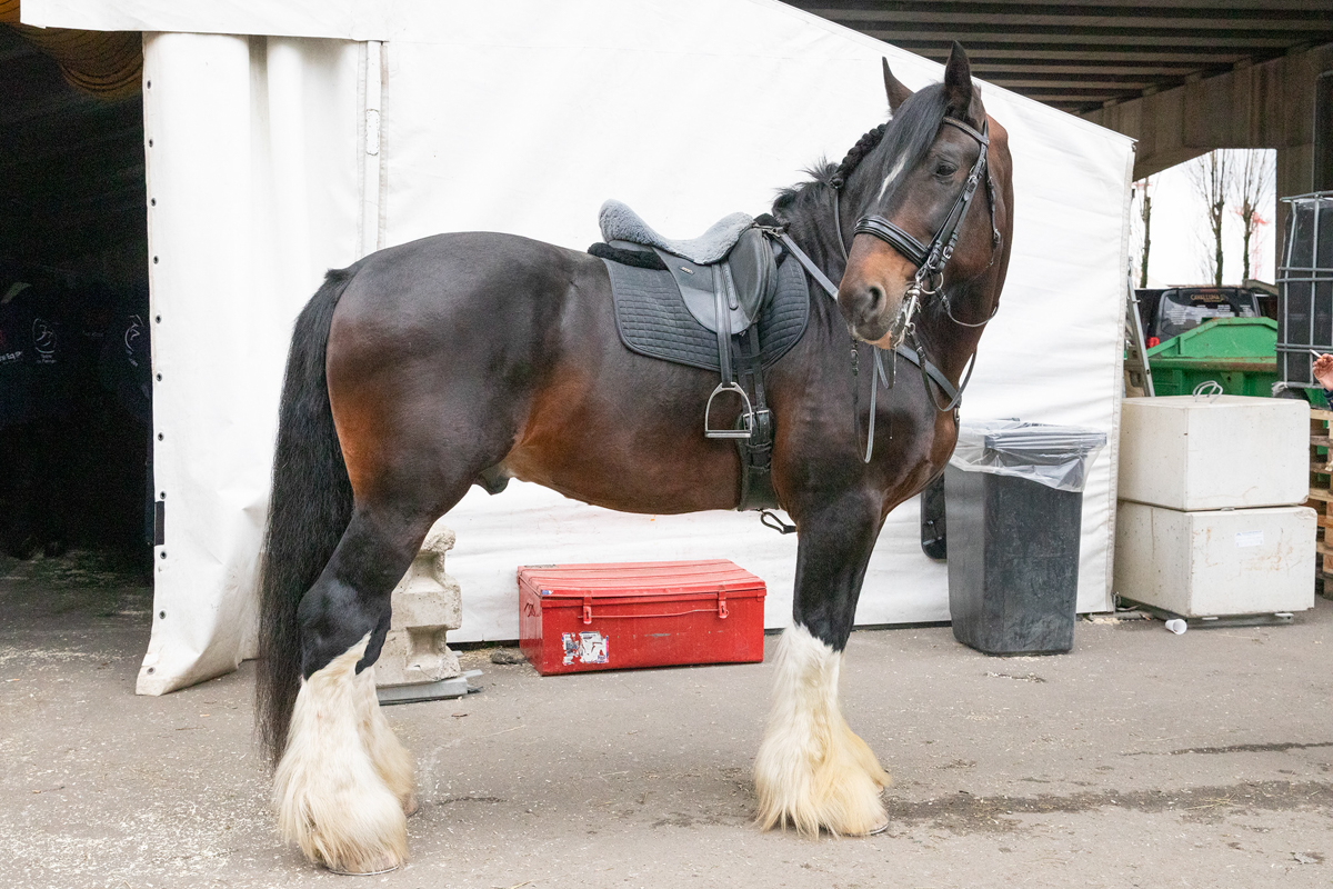 Cavalluna "Land Of A Thousand Dreams" stables tour @ Sportpaleis, foto 20, foto's door dirk janssens - FrontView Magazine