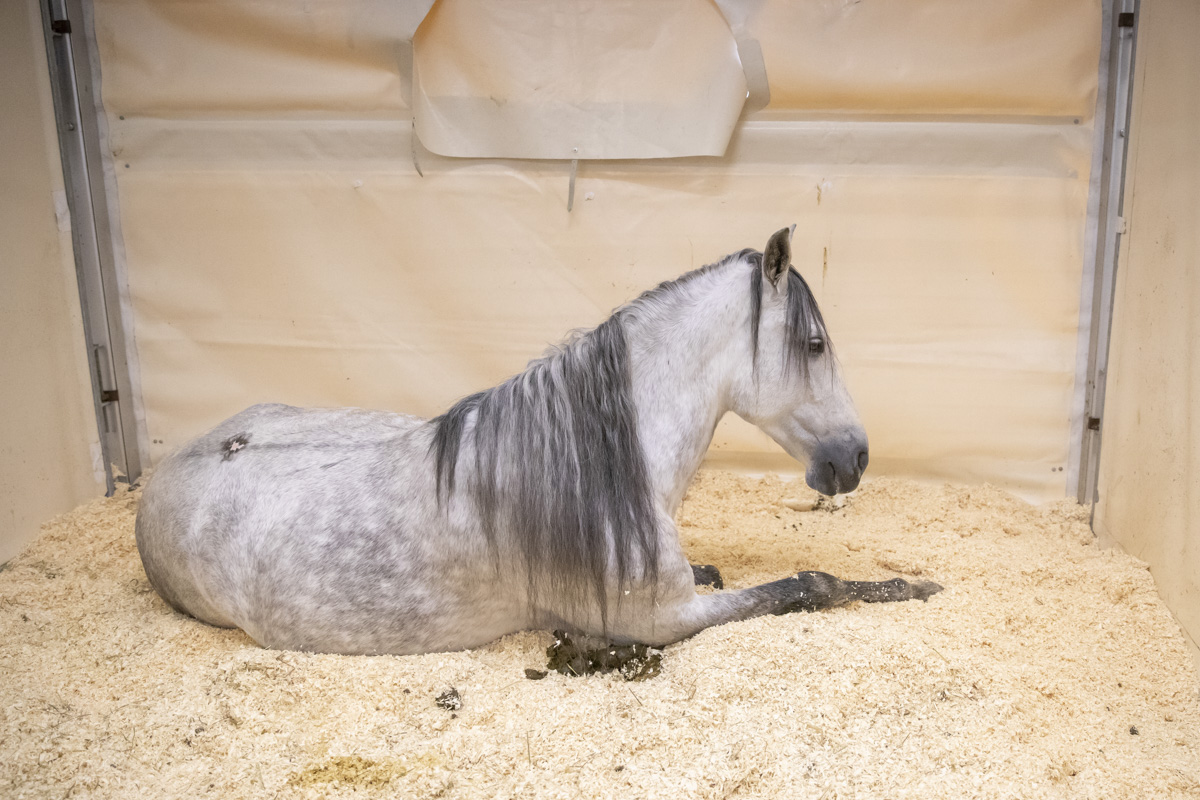 Cavalluna Stables tour @ sportpaleis, picture 3, photographed by dirk janssens - FrontView Magazine
