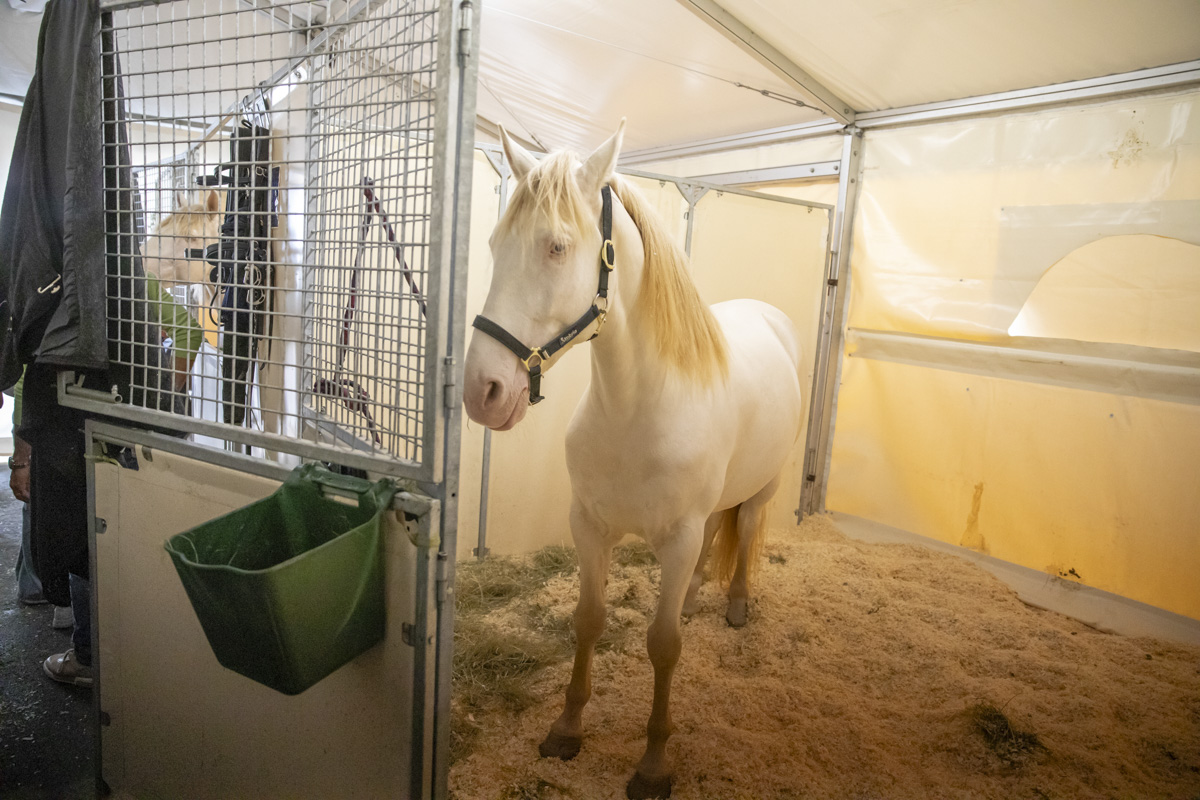 Cavalluna Stables tour @ sportpaleis, picture 8, photographed by dirk janssens - FrontView Magazine