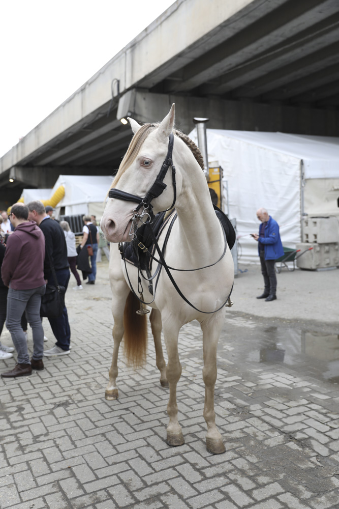 Cavalluna Stables tour @ sportpaleis, picture 13, photographed by dirk janssens - FrontView Magazine