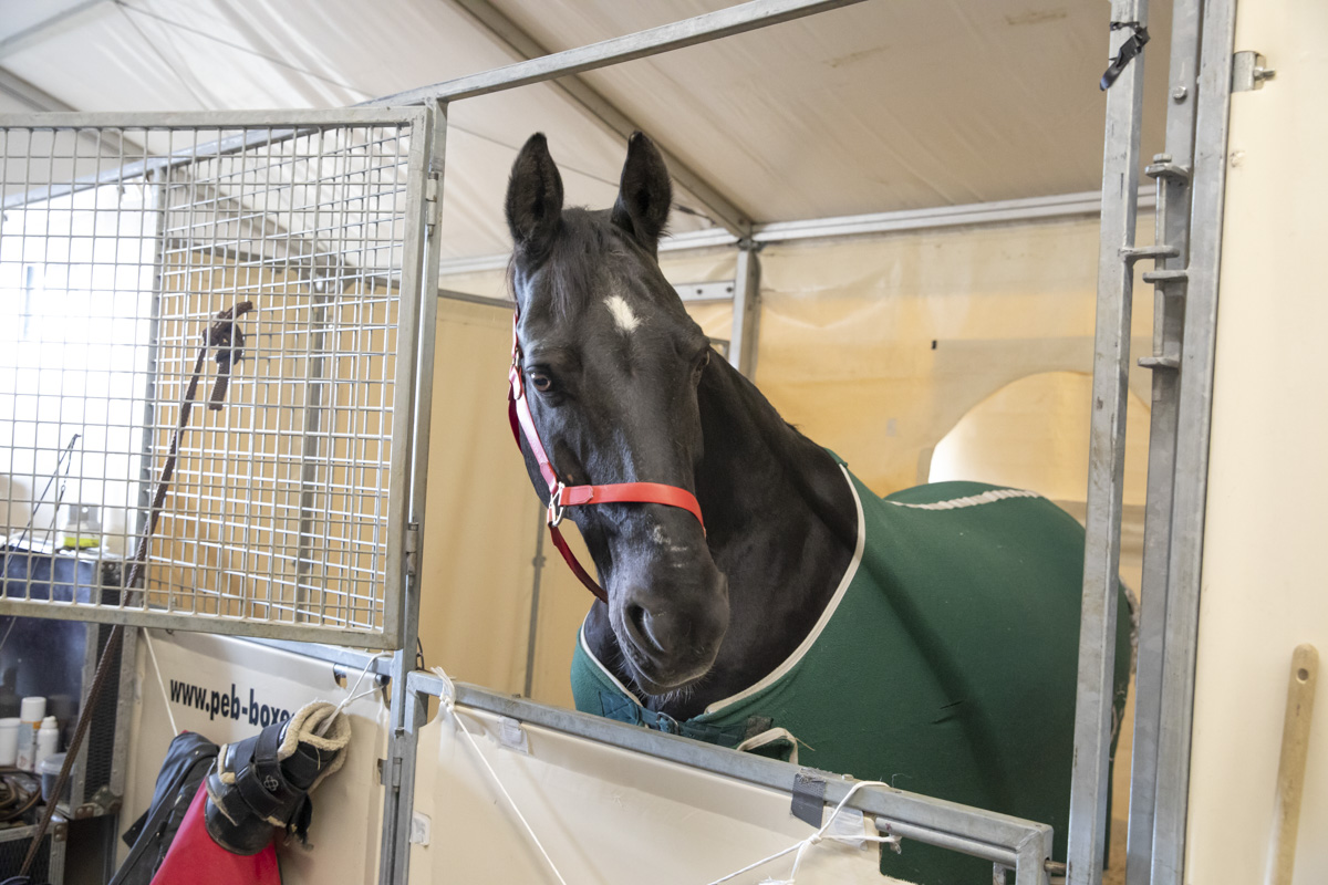 Cavalluna Stables tour @ Afas Dome, foto 8, foto's door dirk janssens - FrontView Magazine